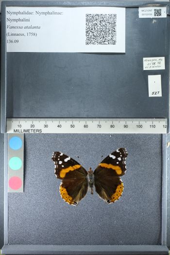 Media type: image;   Entomology 153150